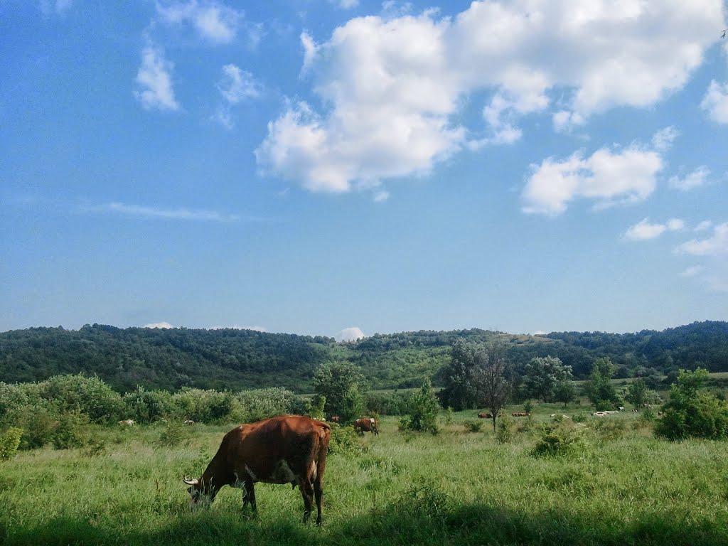 Новоукраїнка з panoramio.com - Новоукраїнка