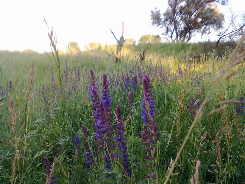 Садки з panoramio.com - Садки