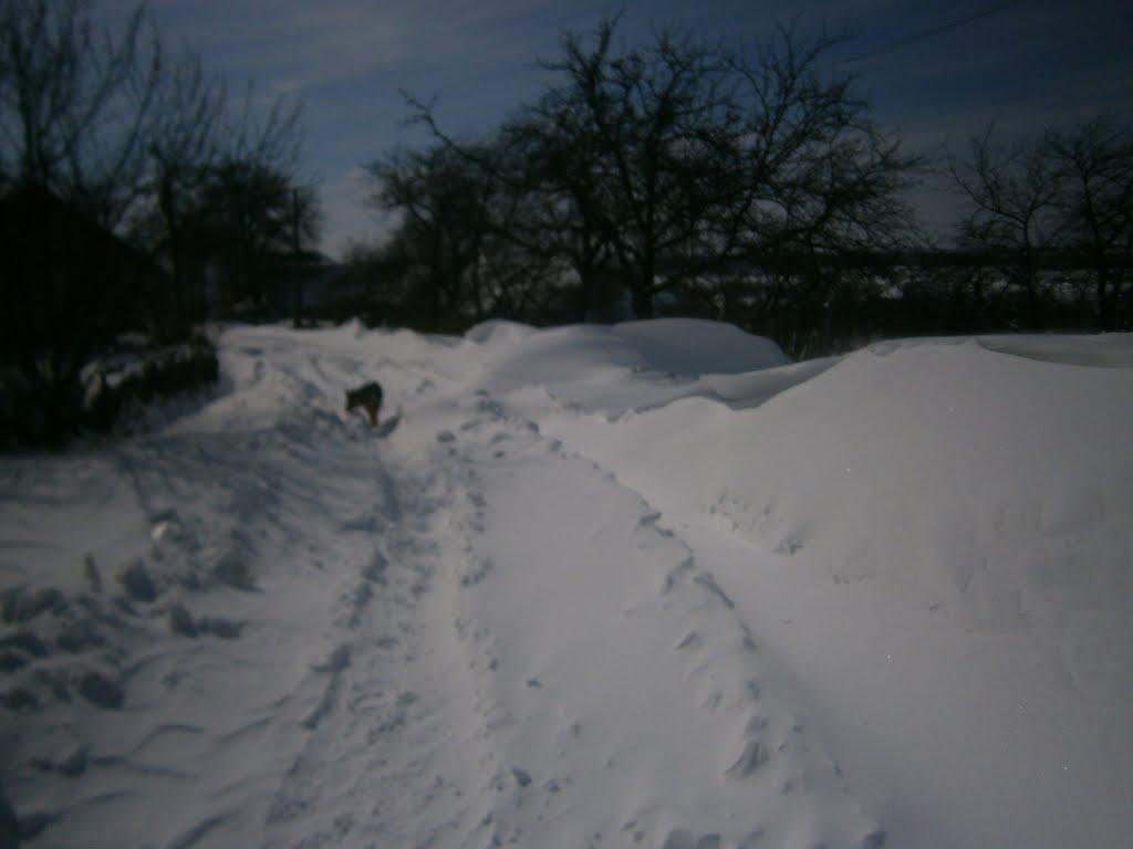 Берездівці з panoramio.com - Берездовцы