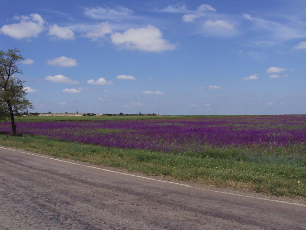 Сивашівка з panoramio.com - Syvashivka