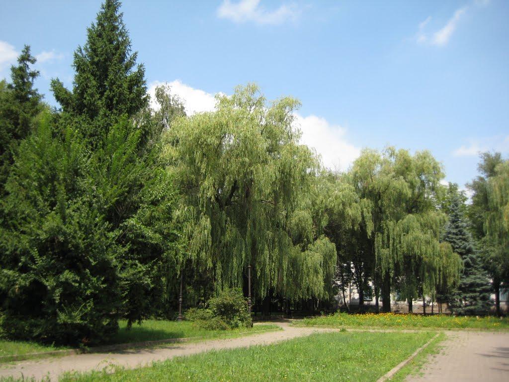 Кам'яне Поле з panoramio.com - Кам'яне Поле