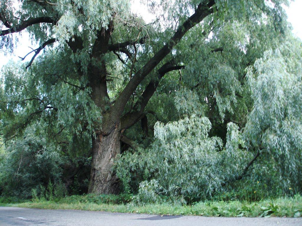 Вільшка з panoramio.com - Вільшка