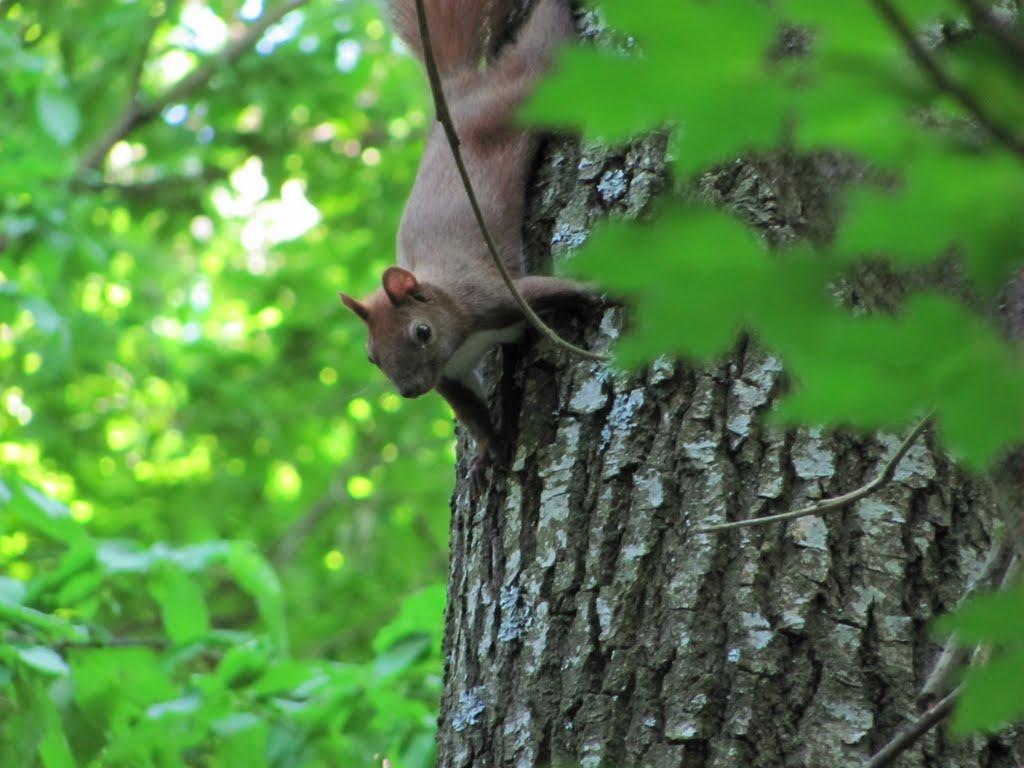 Хмільник з panoramio.com - Хмільник