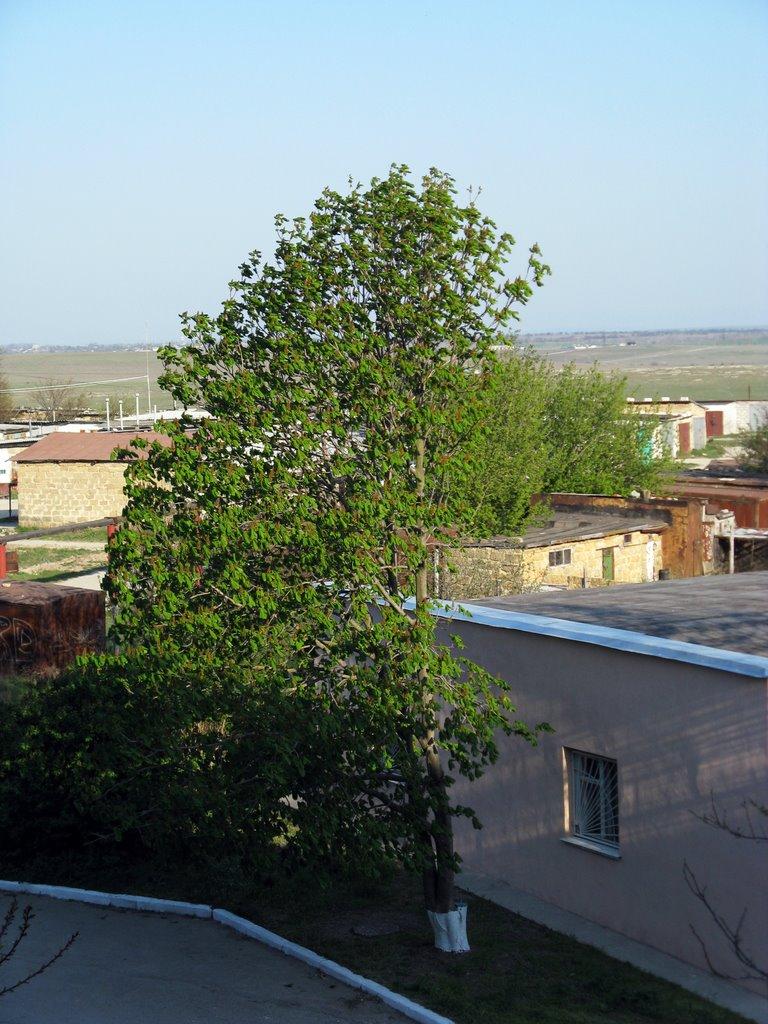 Шкільне з panoramio.com - Школьное