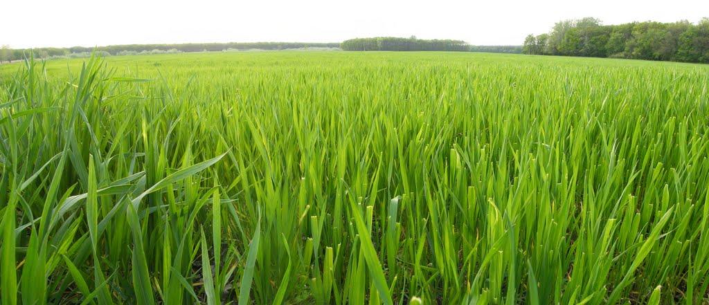 Рубіжне з panoramio.com - Рубіжне