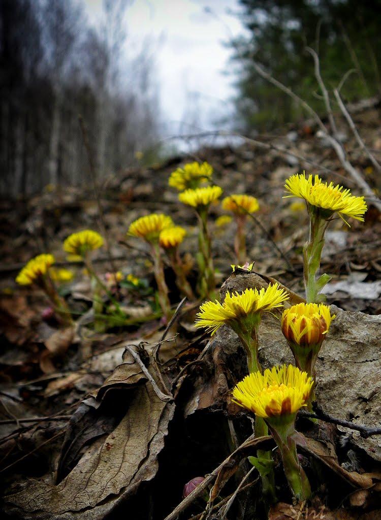 Грибова Рудня з panoramio.com - Грибова Рудня
