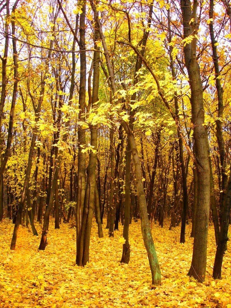 Вишневе з panoramio.com - Вишневе