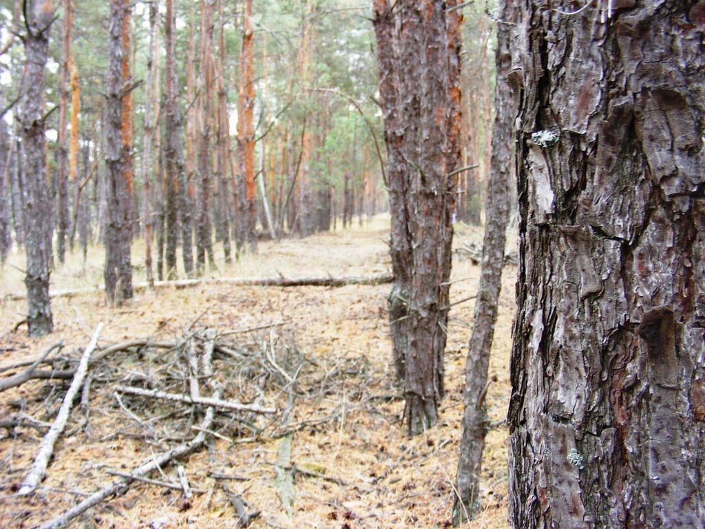 Раденськ з panoramio.com - Раденськ