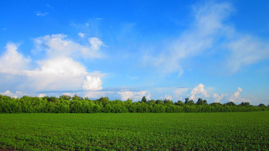 Нова Семенівка з panoramio.com - Нова Семенівка
