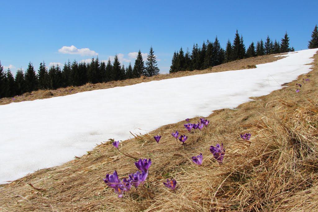 Татарів з panoramio.com - Татаров