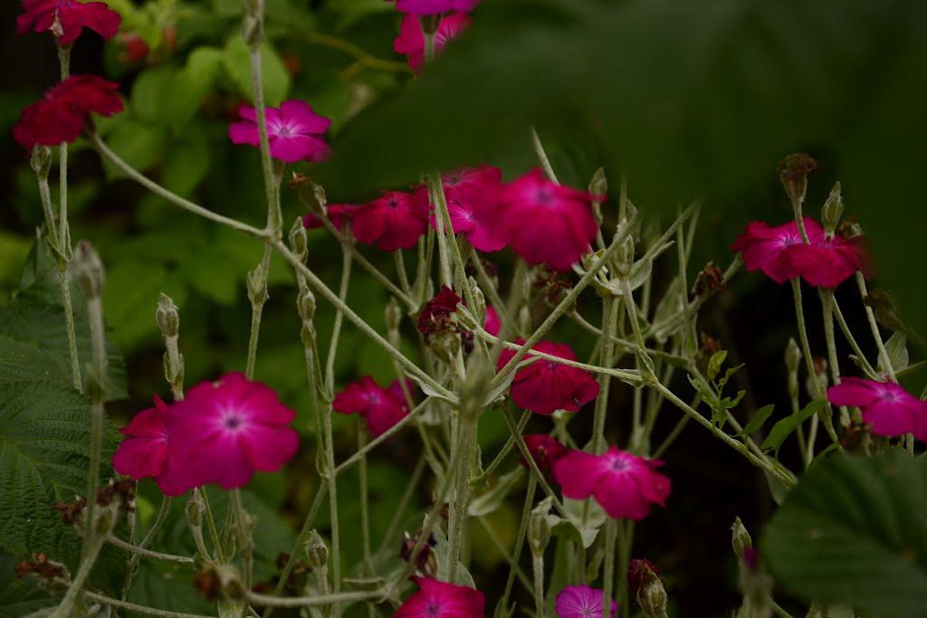 Смиківці з panoramio.com - Смиківці