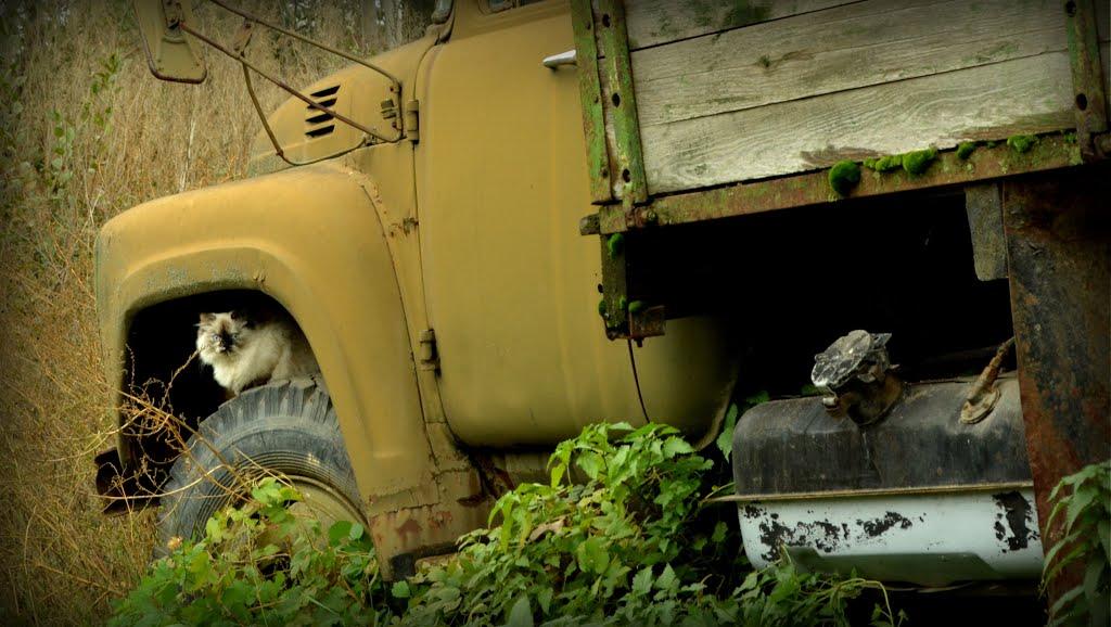 Супрунівка з panoramio.com - Супрунівка