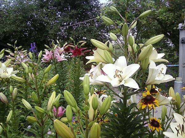 Фото Білолуцька - Белолуцк