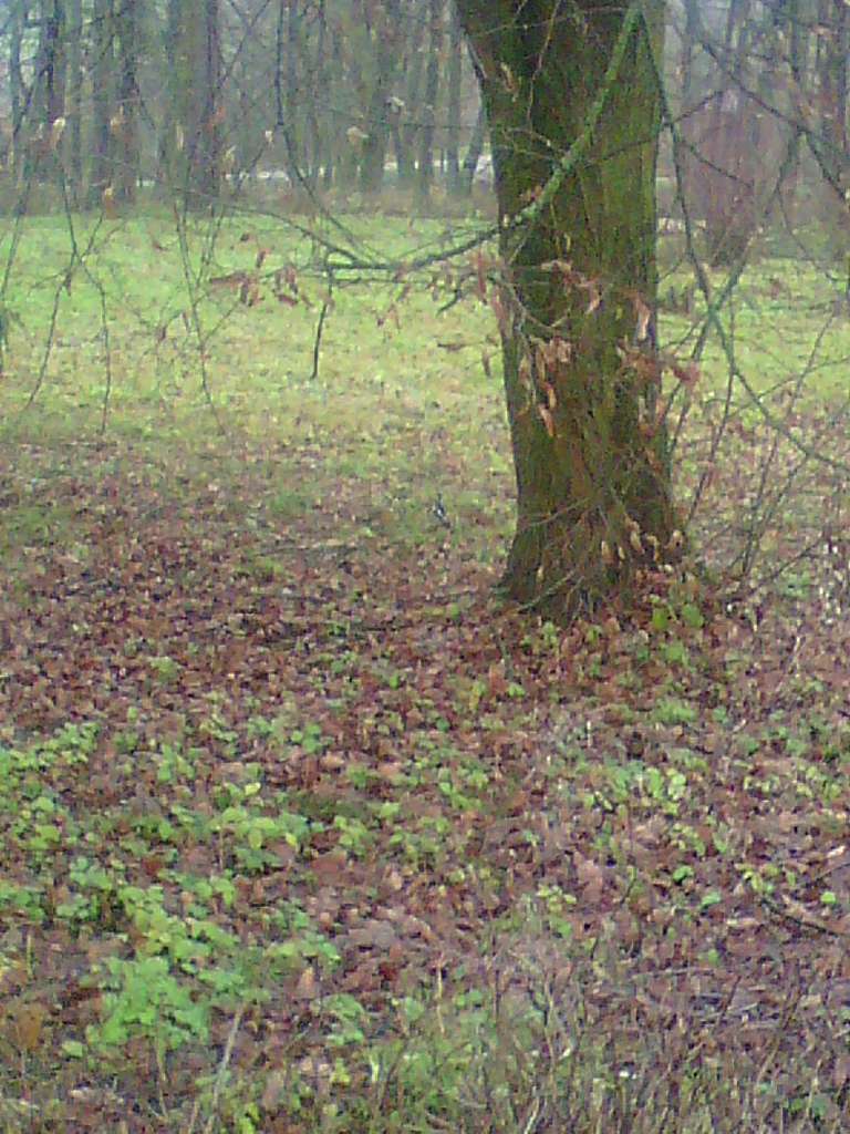 Тулиголови - Тулиголове