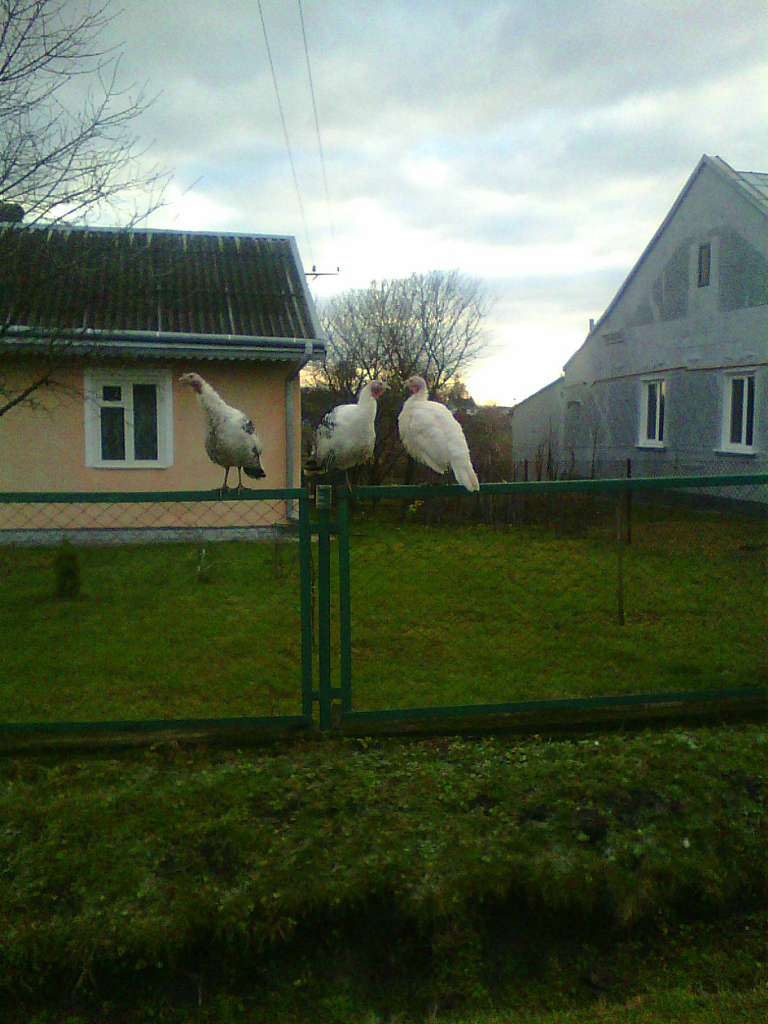 Тулиголови - Тулиголове