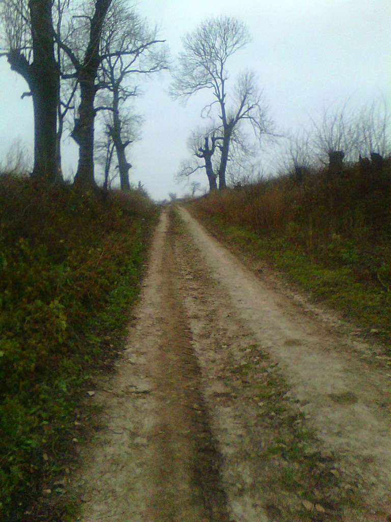 Тулиголови - Тулиголове