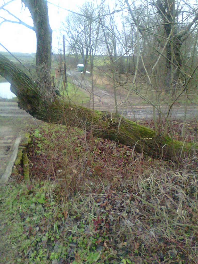 Тулиголови - Тулиголове