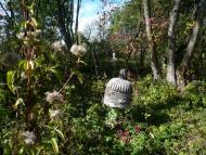 Гологори з panoramio.com