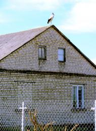 Сокіл з panoramio.com