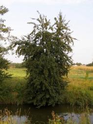 Лузанівка - Останні фото