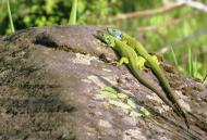 Казавчин з panoramio.com