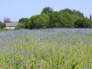 Гута з panoramio.com