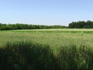 Олексіївка з panoramio.com