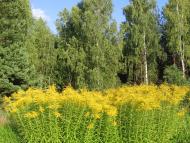 Ракужа з panoramio.com