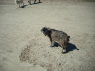 Медвежанка - Последние фото