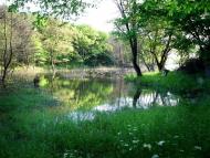 Вишневе з panoramio.com