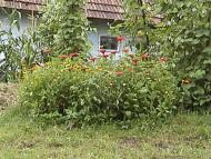 Гологори з panoramio.com