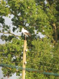 Гута-Потіївка з panoramio.com