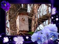 Доброгостів з panoramio.com