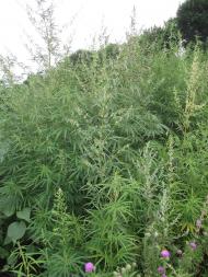 Мирівка з panoramio.com