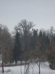 Лісники з panoramio.com