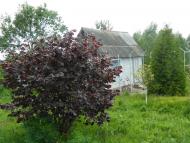 Снятинка з panoramio.com