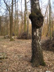 Пасіки-Зубрицькі з panoramio.com