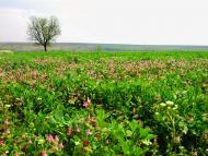 Великозименово - Последние фото