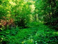 Козацьке з panoramio.com