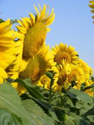 Новоселівка з panoramio.com