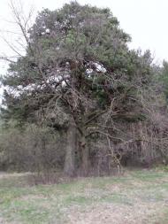 Козлин з panoramio.com