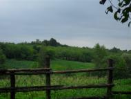 Ріпки з panoramio.com