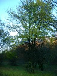 Придніпрянське - Останні фото