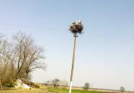 Строкачі з panoramio.com