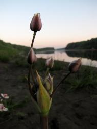 Авдіївка з panoramio.com