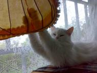 Камінь-Каширський з panoramio.com