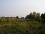 Лузанівка з panoramio.com