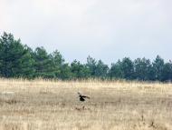 Яковлівка з panoramio.com