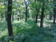 Біле з panoramio.com