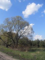 Кушкине з panoramio.com